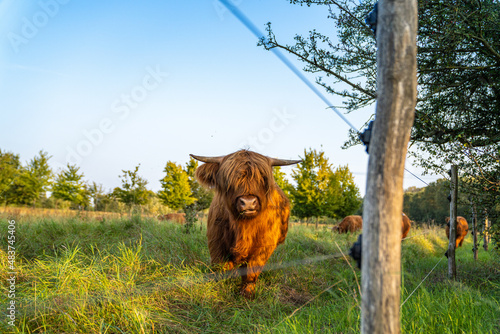 Schottisches Hochlandrind in der Natur | Highland Cattle