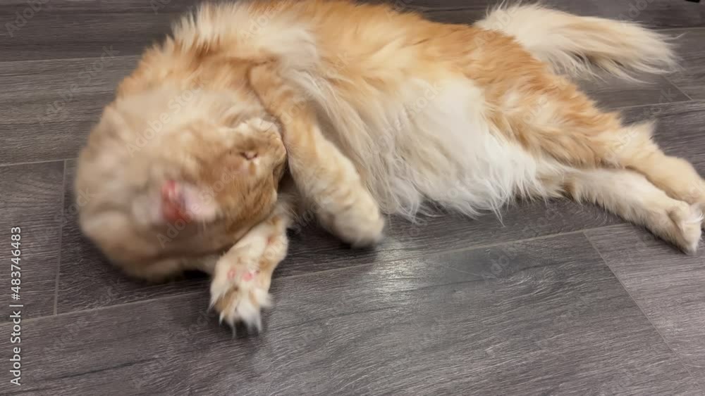 Red maine coon cat playing with mouse toy at the floor indoors. Red maine coon cat playing with mouse toy at the floor indoors.