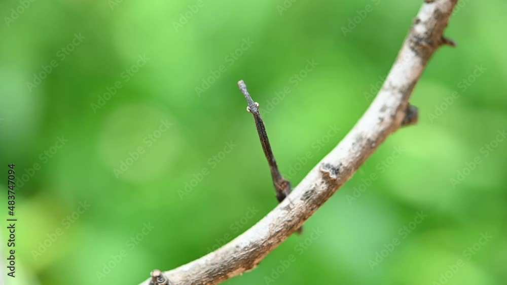 Praying Mantis, Phyllothelys sp. a very tiny Mantis filmed with a macro lens as looking forward shaking its body then turns its head up and towards the camera. Praying Mantis, Phyllothelys sp. a very tiny Mantis filmed with a macro lens as looking forward shaking its body then turns its head up and towards the camera.