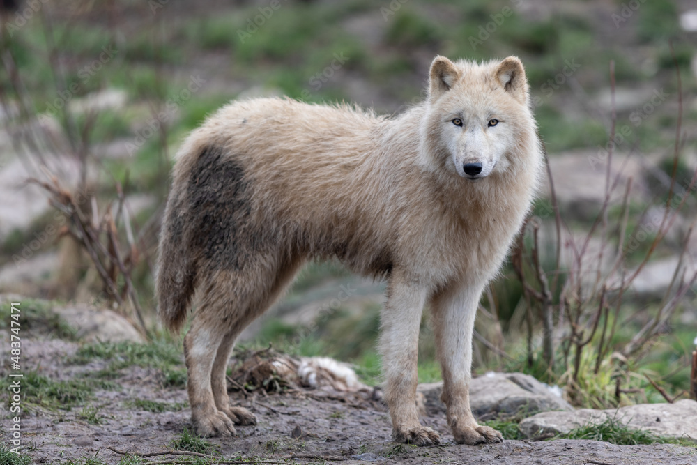 White wolf in the forest