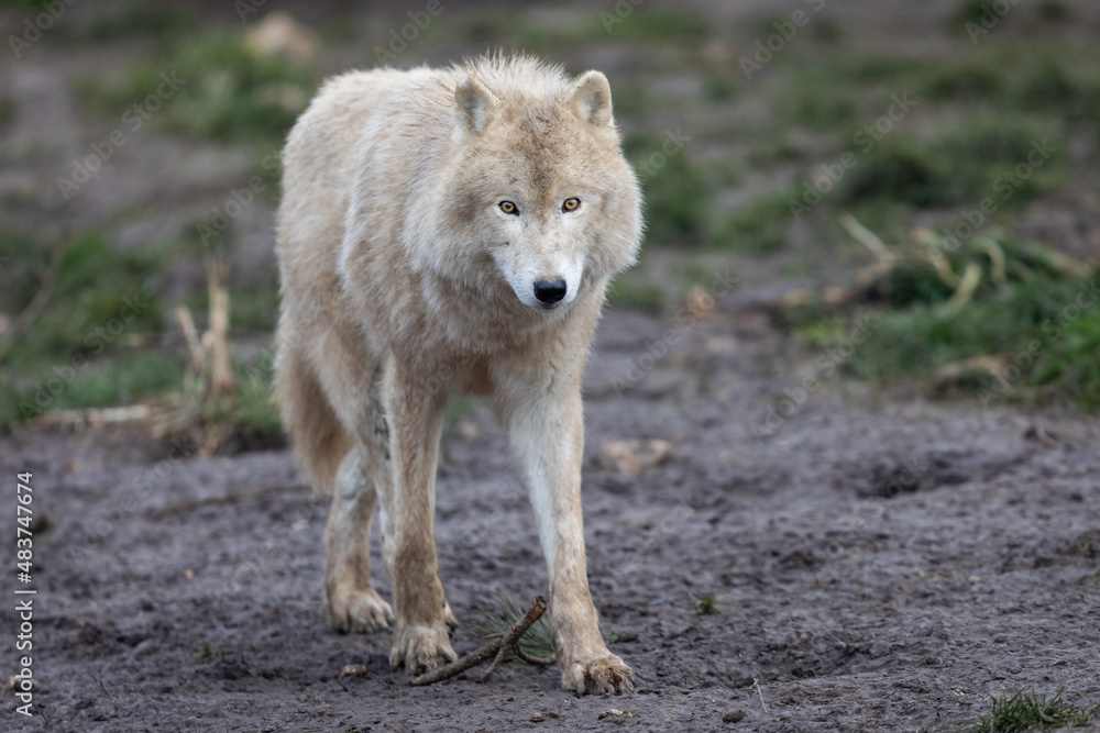 White wolf in the forest