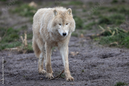 Obraz na płótnie White wolf in the forest w salonie