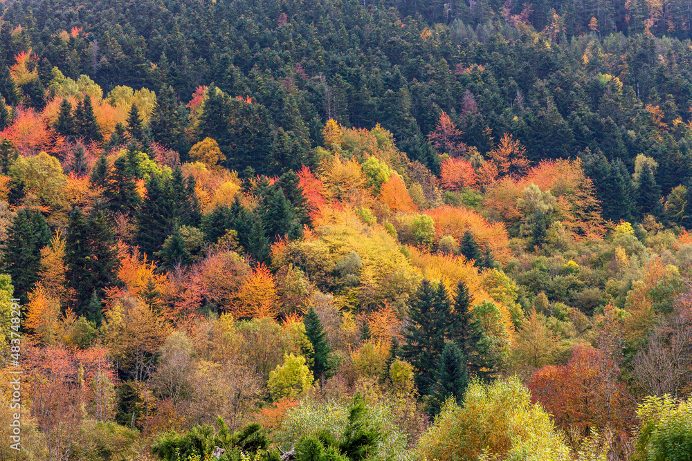 Herbstlicher Verfärbungen der Pflanzenwelt