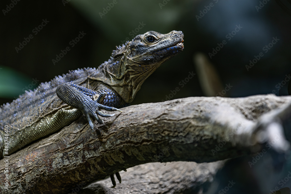 Portrait of a lizard in the jungle