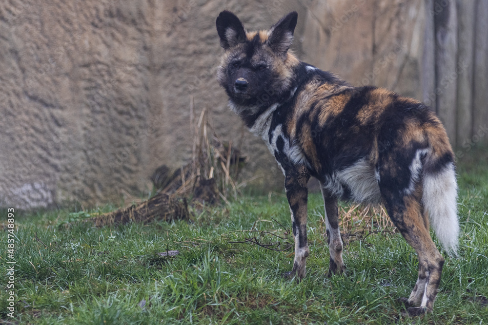 Wild dogs walking in the meadow