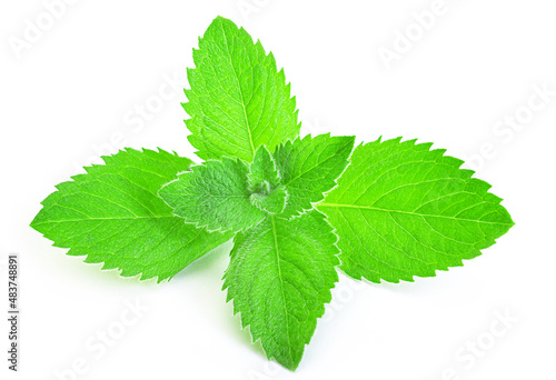 Mint isolated on white. Juicy mint isolated on white background