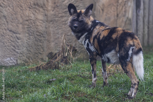 Wild dogs walking in the meadow