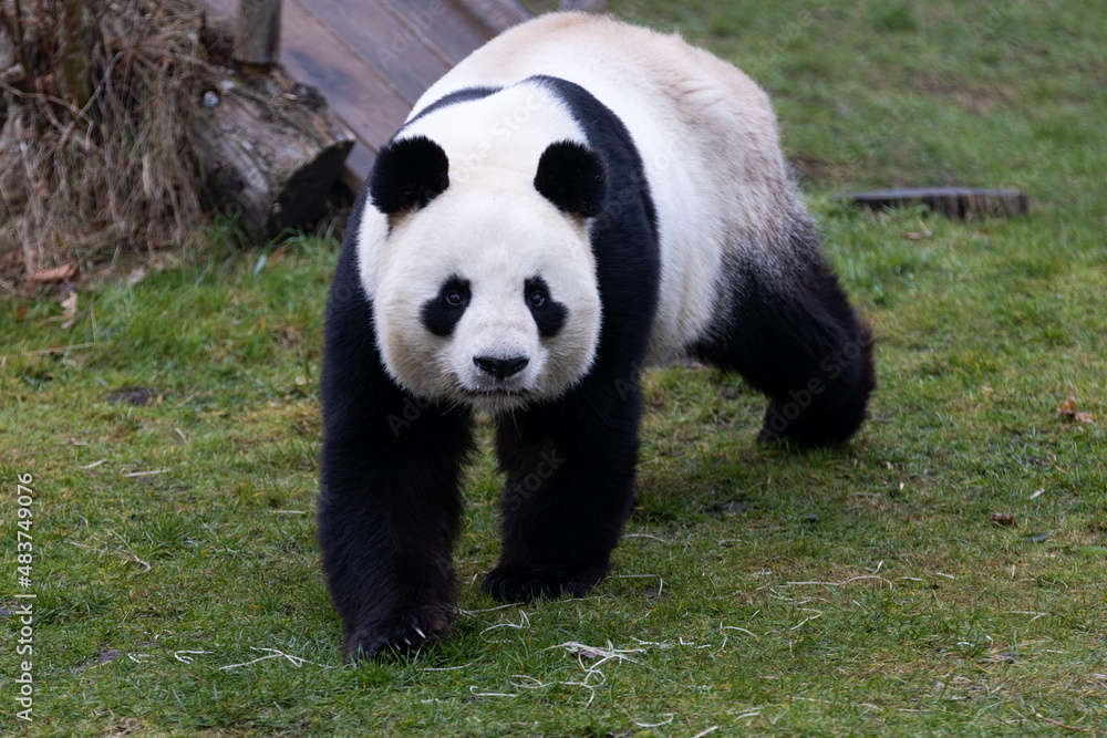 Portrait of a panda in the meadow