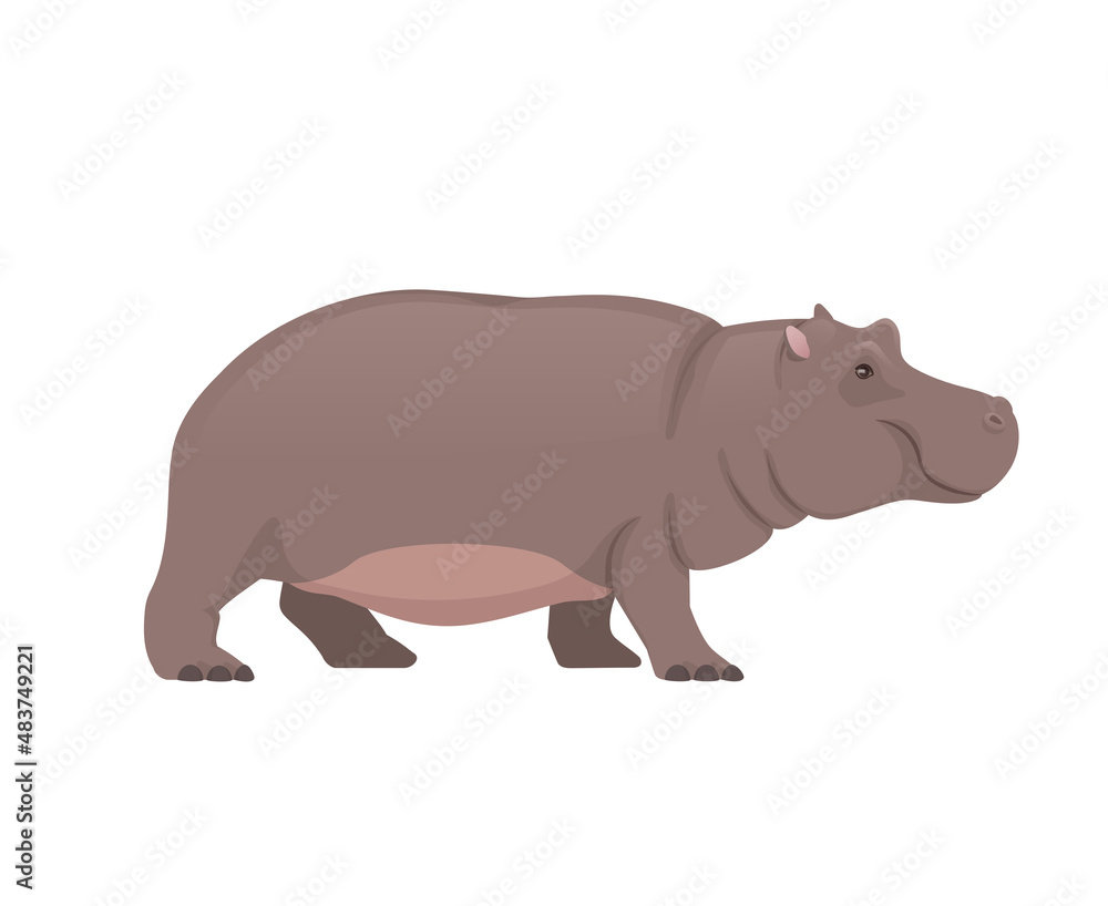 Obraz premium Hippo standing, side view. African animals. Vector illustration isolated on white background
