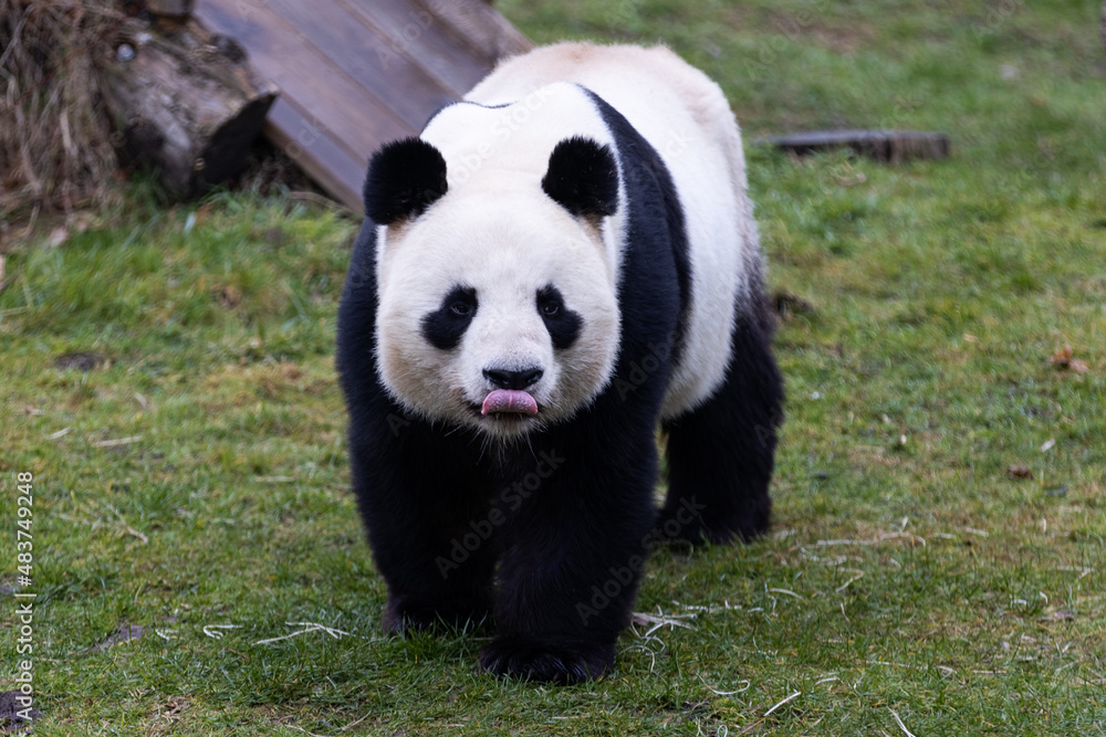 Portrait of a panda in the meadow