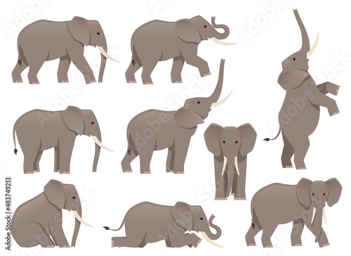 African elephant set. Different poses animal design. Vector illustration isolated on white background