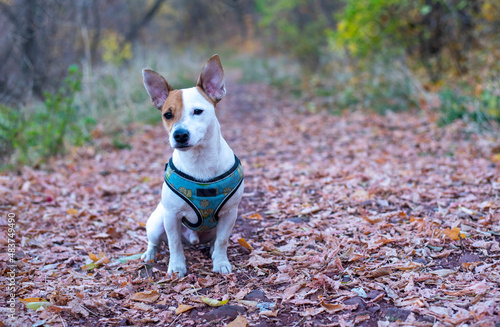 Dog in autumn forest