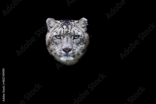 Portrait of a snow leopard with a black background