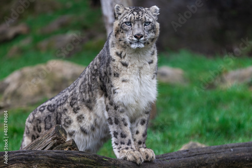 Obraz na płótnie Portrait of a snow leopard in the meadow w salonie
