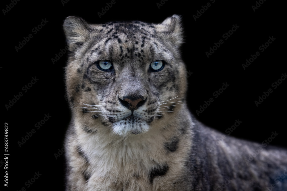 Portrait of a snow leopard with a black background