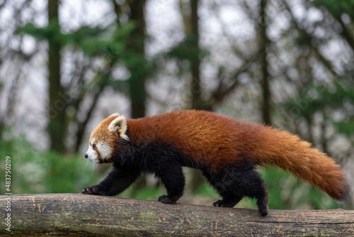 Obraz na płótnie Red panda walking in the forest w salonie