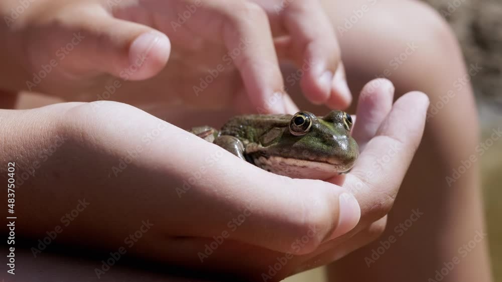 Child Fingers Stroke a Green Frog in Hand, in Beam Sunlight on Beach. Caught River common frog sits in the palm with bulging eyes, breathes often. Boy playing with a slippery reptile. Summertime. 4K. Child Fingers Stroke a Green Frog in Hand, in Beam Sunlight on Beach. Caught River common frog sits in the palm with bulging eyes, breathes often. Boy playing with a slippery reptile. Summertime. 4K.
