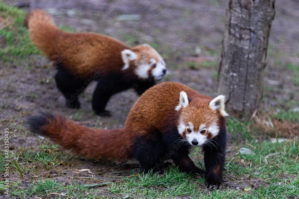 Red panda walking in the forest