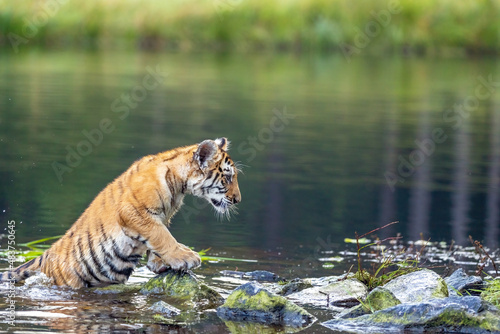 Side view of Bengal tiger cub posing in the lake.  Horizontally.