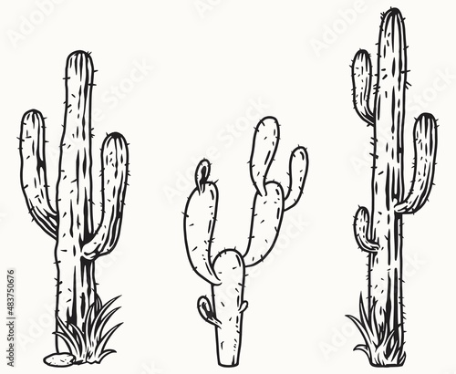 Monochrome collection of cactuses with thorns