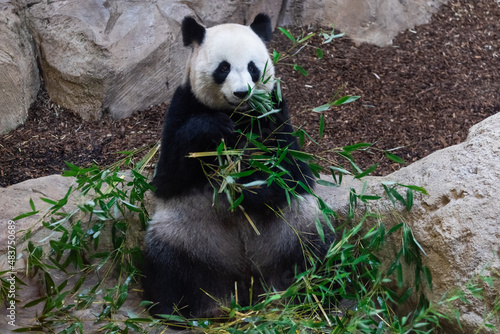 Fototapeta Naklejka Na Ścianę i Meble -  Panda eating bamboo in the forest