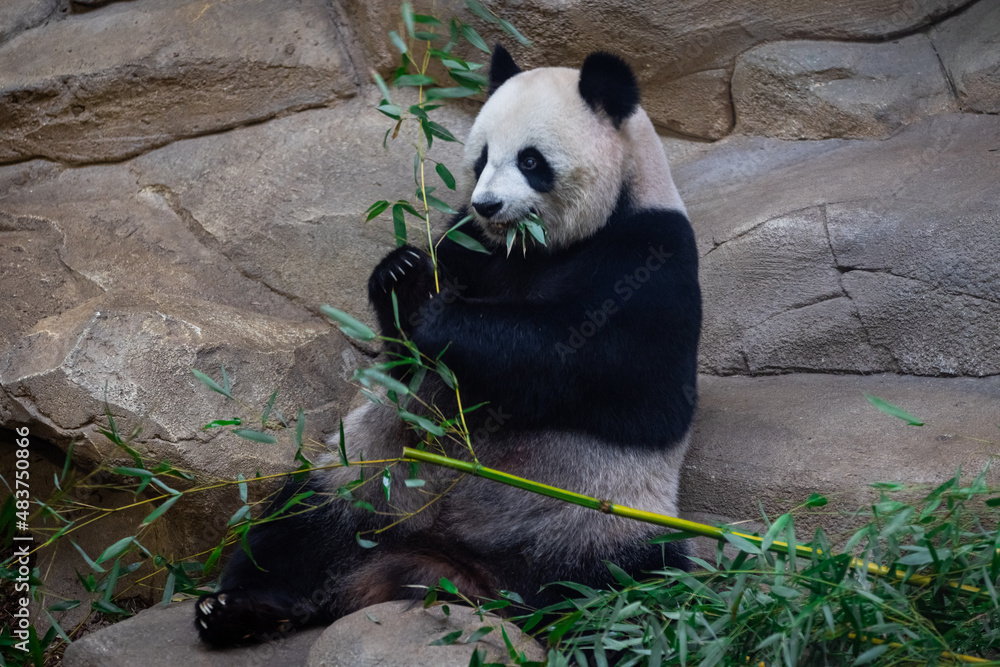 Panda eating bamboo in the forest
