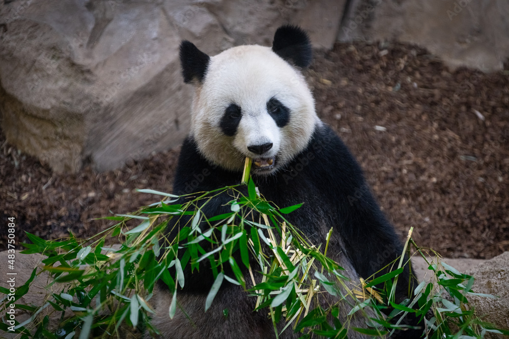 Panda eating bamboo in the forest