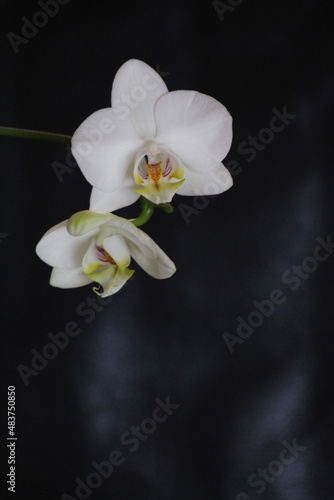 weiße Orchidee - Beileidskarte