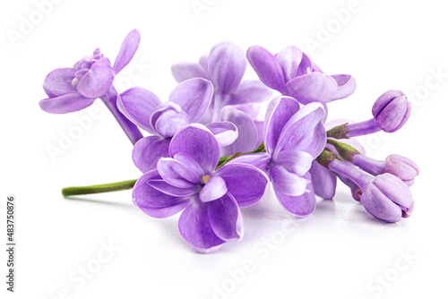 Fototapeta Naklejka Na Ścianę i Meble -  Purple lilac flowers closeup isolated on white background