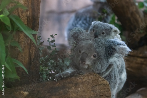 A baby koala and its mother walk in a tree