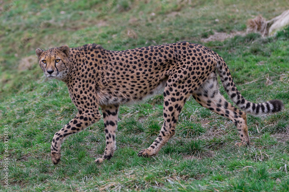 Portrait of a cheetah in the meadow