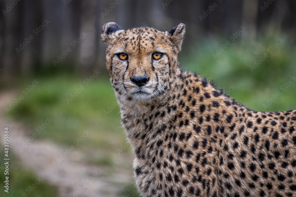 Portrait of a cheetah in the meadow Portrait of a cheetah in the meadow
