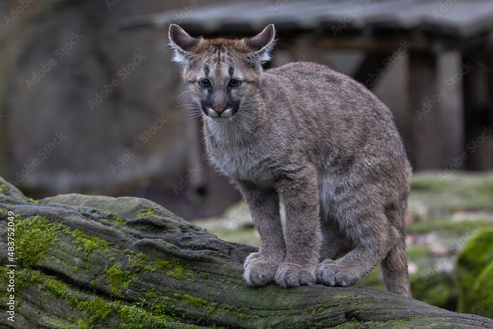Portrait of a puma in the forest