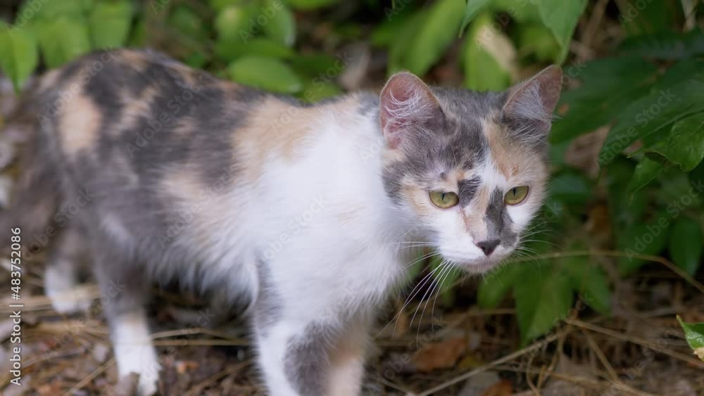 Tired Homeless Tricolor Wild Cat Walking in Nature in Green Foliage. A skinny street animal with green eyes stands on dry grass in the forest. Pet is basking in the rays of sunshine. 4K. Slow motion. Tired Homeless Tricolor Wild Cat Walking in Nature in Green Foliage. A skinny street animal with green eyes stands on dry grass in the forest. Pet is basking in the rays of sunshine. 4K. Slow motion.