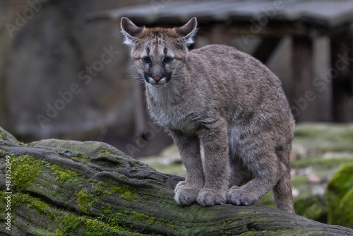 Portrait of a puma in the forest