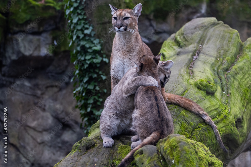 Portrait of a puma in the forest