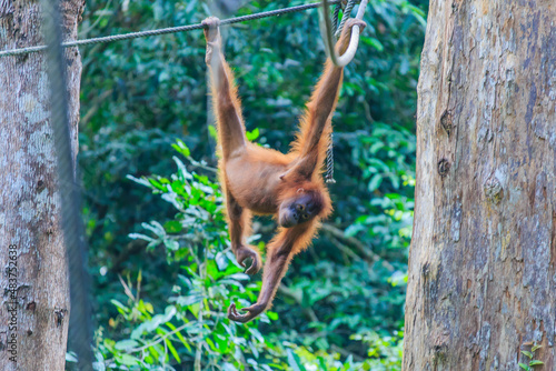 orangutans or pongo pygmaeus is the only asian great found on the island of Borneo and Sumatra