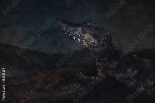 Obraz na płótnie Portrait of a crocodile resting in the lake w salonie