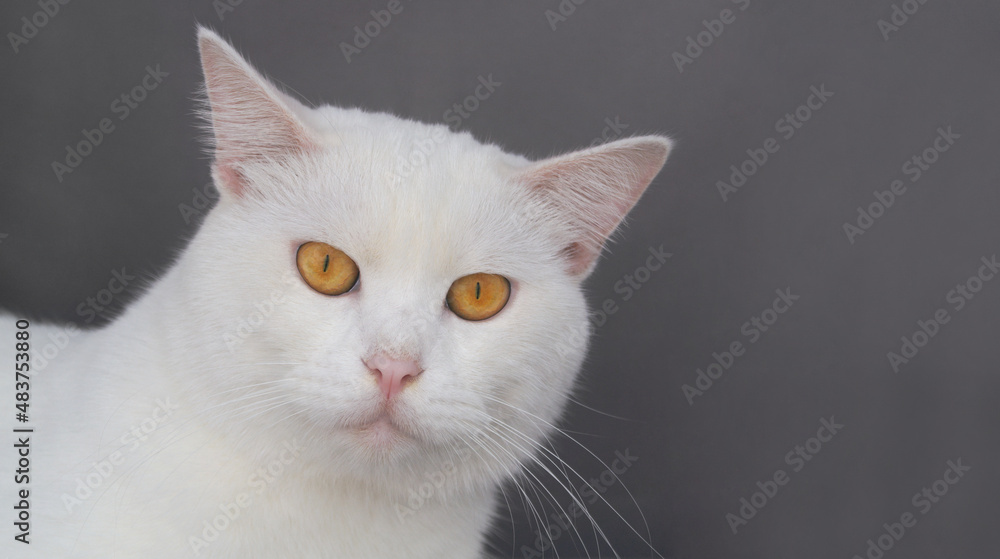 White adult cat looking at camera close up with copy space for text.