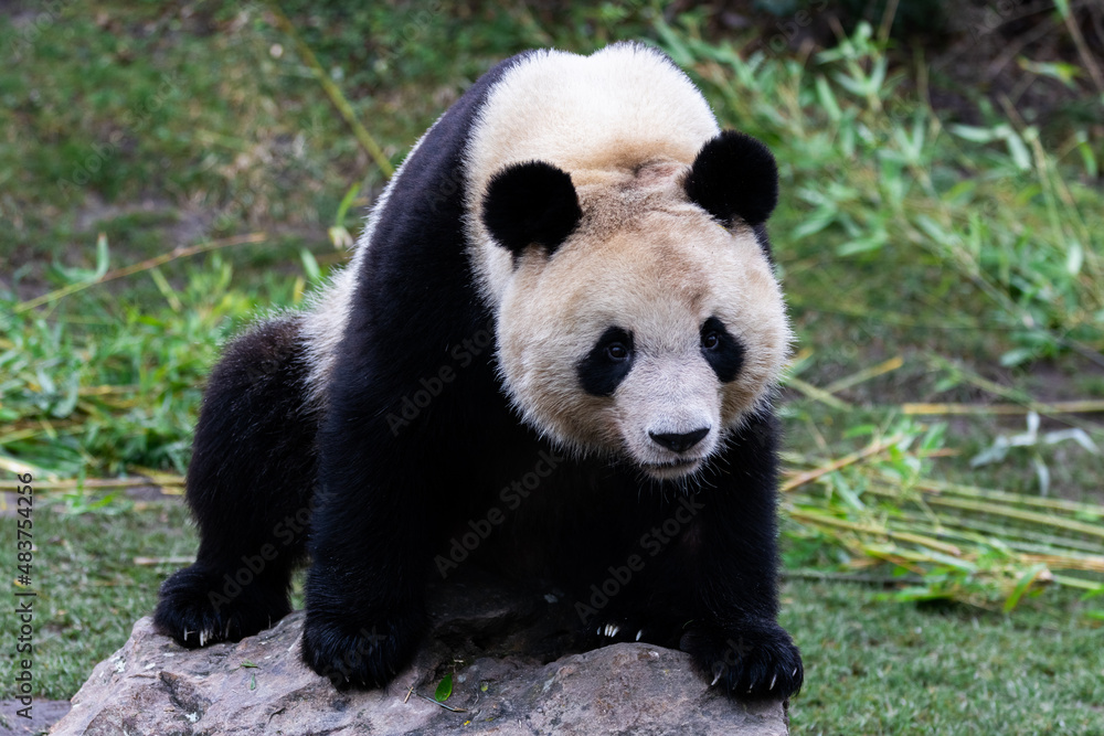 Portrait of a panda in the meadow