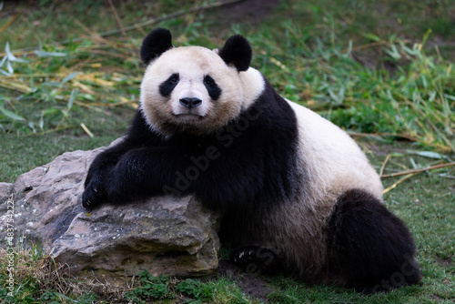 Portrait of a panda in the meadow © AB Photography