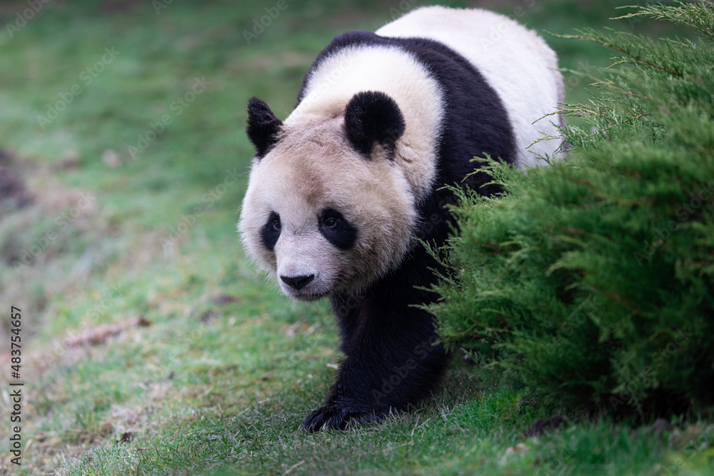 Portrait of a panda in the meadow