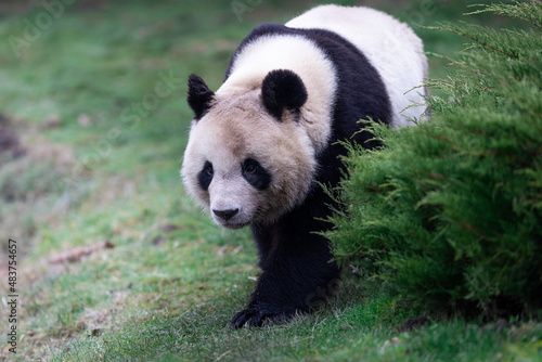 Obraz na płótnie Portrait of a panda in the meadow w salonie