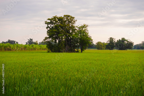Large tree grows in the middle of the rice field