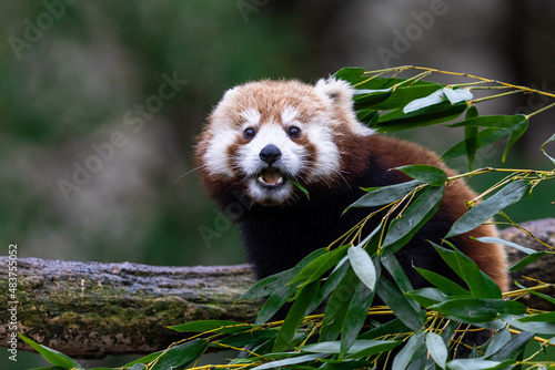 Obraz na płótnie Red panda eating bamboo in the forest w salonie