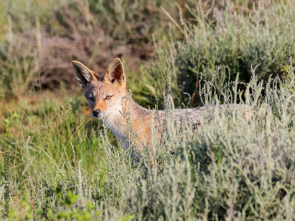 Obraz premium A curious Blackbacked Jackal in the Waterberg Region of South Africa.
