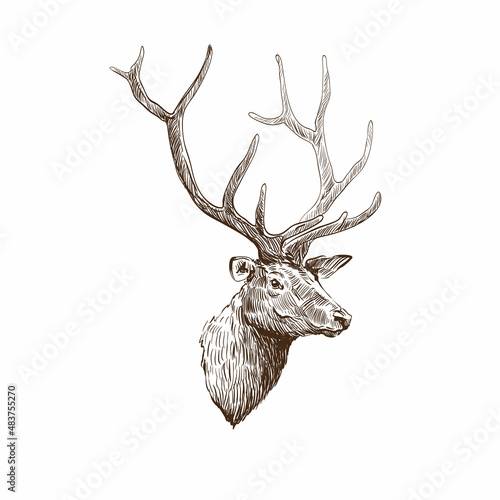 Hand drawn deer isolated on a white backgrounds. Design element. Vector illustration