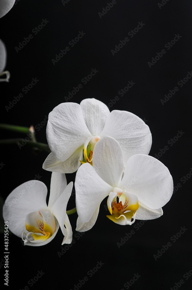 white orchid on black background white orchid on black background