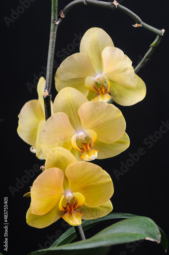 orchid phalinopsis yellow on a black background vertical photo macro 
