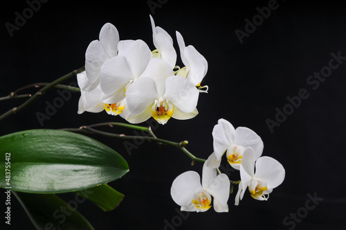 beautiful white phalaenopsis orchid many branches with flowers on a black background 